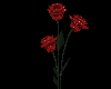 (MI)Rose (animat)