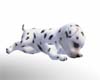 ~with U Dalmation