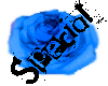 Special Rose