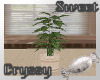 Potted Houseplant7