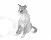Grey Cat Katoo