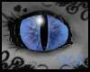 Cat Blue III