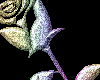 multi rose