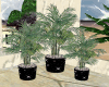 Potted Palm