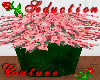 `Pink Poinsettia