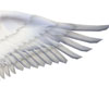 Tutorial Wings