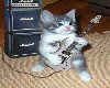Rockin Kitty