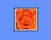 Orange Rose