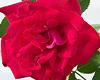 Carolina Rose