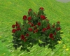 Red Rose Bushes