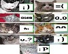 Cat Emotes