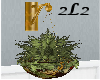Fern Basket
