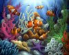clown fish fishtank