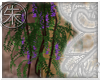}T{  Wisteria plant