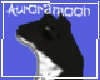 Black Shepard/Dalmatian