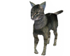 Maine Tabby