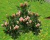 Roses - Peach