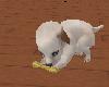 ~S~ Cute puppy
