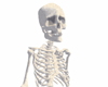 Skeleton w/Shadows +txtr