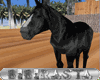 BBR Black arab horse