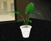 Potted Plant