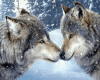 wolfs