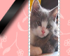 long stamp kitten 2