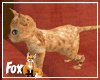 Orange Kitten - Dustin