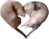 Ferret heart