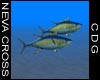 NC Tuna 1