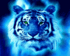 blushing tiger