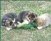 cute puppy wings