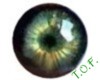 Hazel Nut Green Eye's