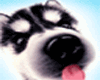 sticker dog