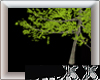 Tree/Pose