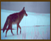 Coyote