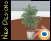 palm tree in a pot