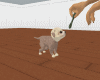 Lil Puppy