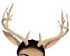 Rudolph antlers