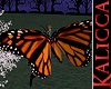 Kali Monarch Butterfly