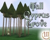Tall Cyprus Tree Grove