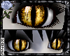Feline - Honey