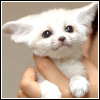 sticker_1879005_3135876