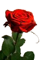 sticker_18127966_31798306