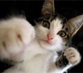 sticker_17450083_29515547