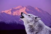 sticker_14426418_25420044