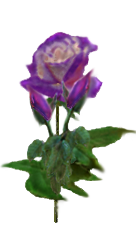 sticker_14435002_22627964