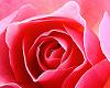 sticker_27333795_36988825