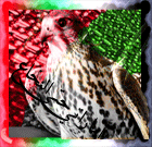 sticker_20490483_41072734