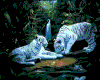 sticker_7642030_21306492